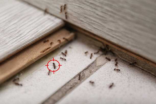 Best Commercial Pest Control Services  in Brockton, MA