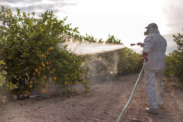 Best Wasp Removal Services  in Brockton, MA