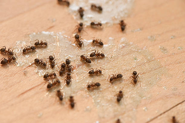Best Best Pest Control Companies  in Brockton, MA