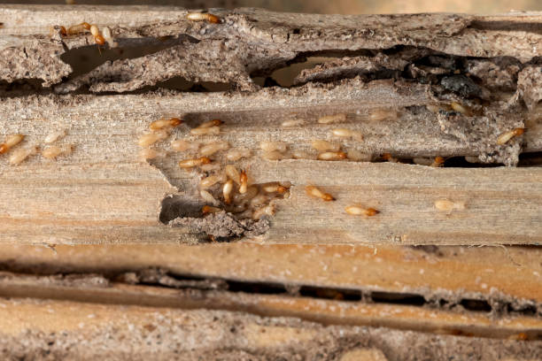 Best Best Pest Control Companies  in Brockton, MA